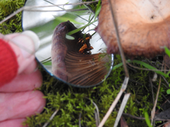Singerocybe clitocyboides