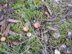 Singerocybe clitocyboides