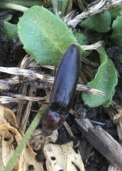 Melanotus castanipes