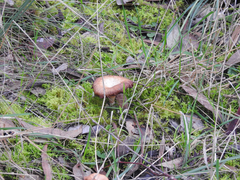 Singerocybe clitocyboides