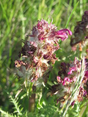 Pedicularis dasystachys