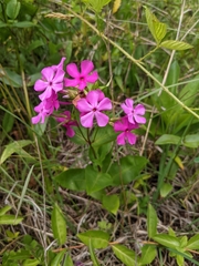 Phlox ovata