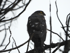 Accipiter striatus ventralis