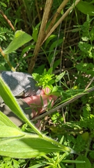 Potentilla norvegica
