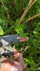 Potentilla norvegica