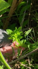 Potentilla norvegica