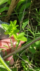 Potentilla norvegica