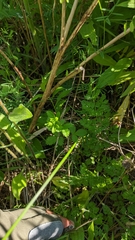 Potentilla norvegica