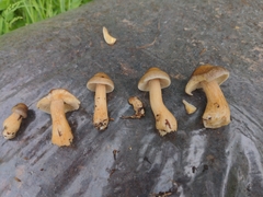 Agrocybe smithii