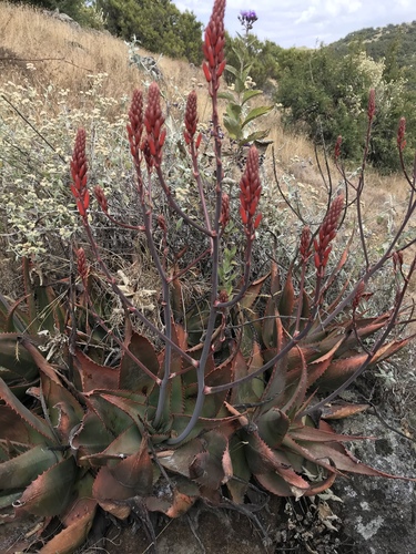 Aloe percrassa