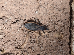 Triatoma rubida