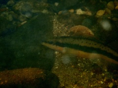 Percina aurantiaca