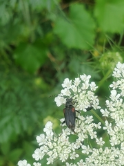 Brachyleptura