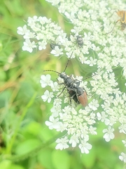Brachyleptura