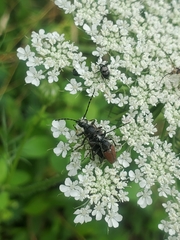 Brachyleptura