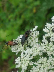 Brachyleptura
