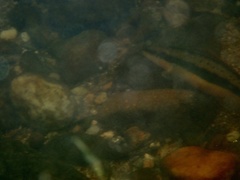 Percina aurantiaca