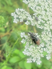Brachyleptura