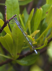 Enallagma doubledayi