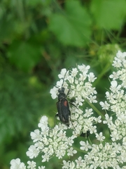 Brachyleptura