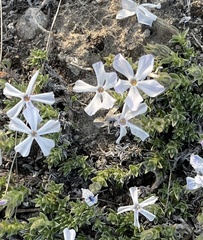 Phlox albomarginata