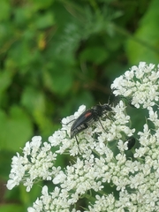 Brachyleptura