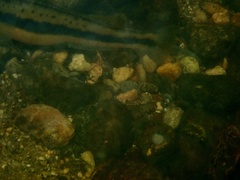 Percina aurantiaca