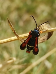 Pyropteron chrysidiforme