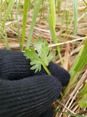 Ranunculus pedatifidus affinis