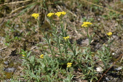 Achillea tomentosa