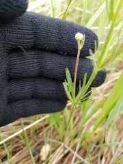 Ranunculus pedatifidus affinis