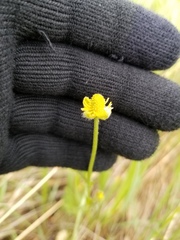 Ranunculus pedatifidus affinis
