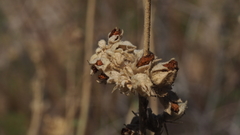 Malacothamnus enigmaticus