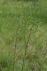 Centaurea scabiosa grinensis