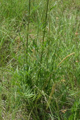 Centaurea scabiosa grinensis