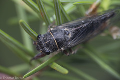 Platypedia areolata