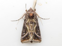 Autographa flagellum