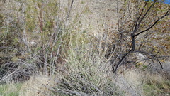 Malacothamnus enigmaticus