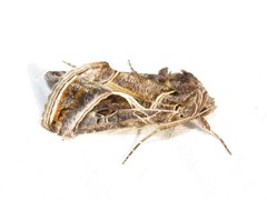 Autographa flagellum