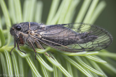 Platypedia areolata