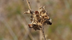 Malacothamnus enigmaticus