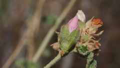 Malacothamnus enigmaticus