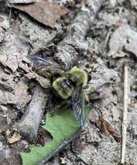 Laphria sacrator