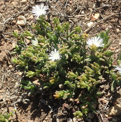 Delosperma uncinatum