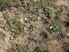 Delosperma uncinatum