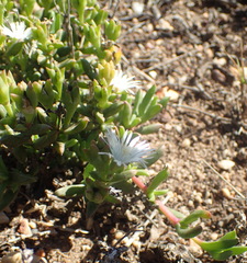Delosperma uncinatum