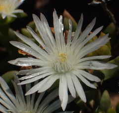 Delosperma uncinatum