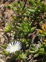 Delosperma uncinatum