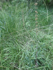 Lysimachia ephemerum