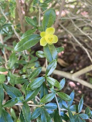Berberis julianae